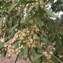 Acacia melanoxylon at Hughes, ACT - 15 Sep 2019