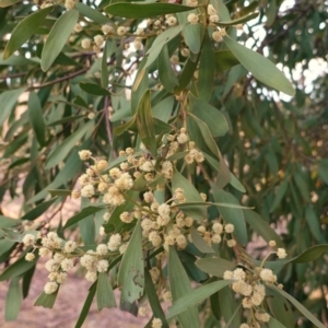 Acacia melanoxylon at Hughes, ACT - 15 Sep 2019