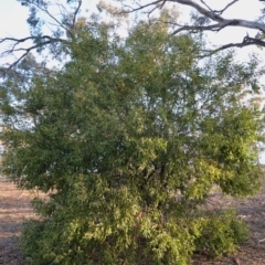 Acacia melanoxylon at Hughes, ACT - 15 Sep 2019