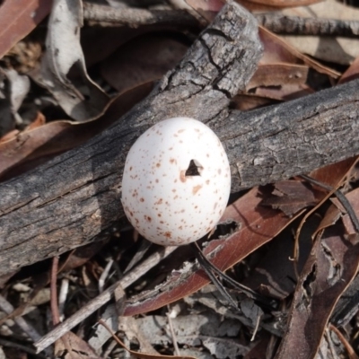 Inconclusive sighting (Inconclusive sighting) at Hughes, ACT - 15 Sep 2019 by JackyF