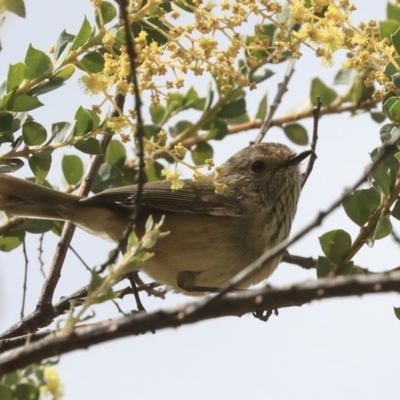 Acanthiza pusilla (Brown Thornbill) at Fyshwick, ACT - 12 Sep 2019 by AlisonMilton