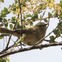 Acanthiza pusilla (Brown Thornbill) at Fyshwick, ACT - 12 Sep 2019 by Alison Milton