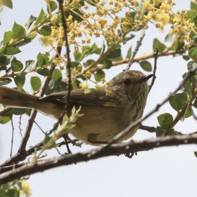 Acanthiza pusilla (Brown Thornbill) at Jerrabomberra Wetlands - 12 Sep 2019 by Alison Milton