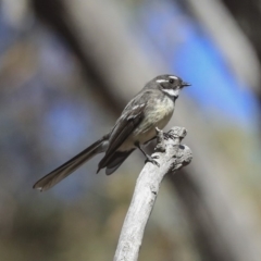 Rhipidura albiscapa (Grey Fantail) at Bruce, ACT - 11 Sep 2019 by AlisonMilton