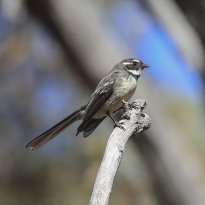 Rhipidura albiscapa (Grey Fantail) at Bruce, ACT - 11 Sep 2019 by AlisonMilton