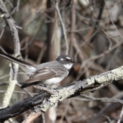 Rhipidura albiscapa (Grey Fantail) at Hughes, ACT - 13 Sep 2019 by JackyF