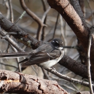 Rhipidura albiscapa at Hughes, ACT - 13 Sep 2019 03:48 PM