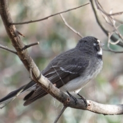 Rhipidura albiscapa at Hughes, ACT - 13 Sep 2019 03:48 PM