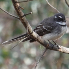 Rhipidura albiscapa at Hughes, ACT - 13 Sep 2019 03:48 PM