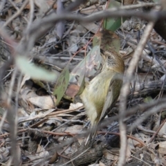 Acanthiza lineata (Striated Thornbill) at Red Hill Nature Reserve - 13 Sep 2019 by JackyF