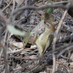 Acanthiza lineata (Striated Thornbill) at Hughes, ACT - 13 Sep 2019 by JackyF