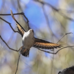 Daphoenositta chrysoptera (Varied Sittella) at Bruce Ridge - 11 Sep 2019 by AlisonMilton