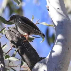 Daphoenositta chrysoptera at Bruce, ACT - 11 Sep 2019