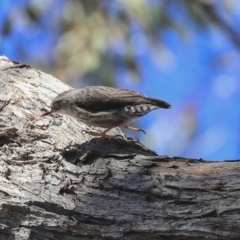 Daphoenositta chrysoptera at Bruce, ACT - 11 Sep 2019