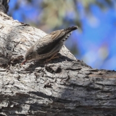 Daphoenositta chrysoptera at Bruce, ACT - 11 Sep 2019