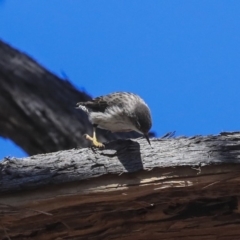 Daphoenositta chrysoptera at Bruce, ACT - 11 Sep 2019