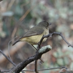 Acanthiza reguloides (Buff-rumped Thornbill) at Red Hill Nature Reserve - 13 Sep 2019 by JackyF