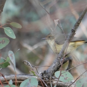 Acanthiza reguloides at Hughes, ACT - 13 Sep 2019