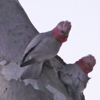 Eolophus roseicapilla (Galah) at Deakin, ACT - 14 Sep 2019 by JackyF