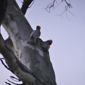 Eolophus roseicapilla at Deakin, ACT - 14 Sep 2019