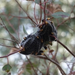 Perga sp. (genus) (Sawfly or Spitfire) at Hughes, ACT - 13 Sep 2019 by JackyF