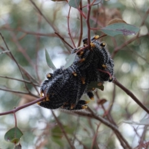 Perga sp. (genus) at Hughes, ACT - 13 Sep 2019 03:35 PM