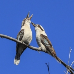 Dacelo novaeguineae (Laughing Kookaburra) at Bruce Ridge to Gossan Hill - 10 Sep 2019 by AlisonMilton