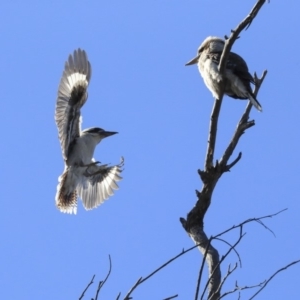 Dacelo novaeguineae at Bruce, ACT - 10 Sep 2019 02:18 PM