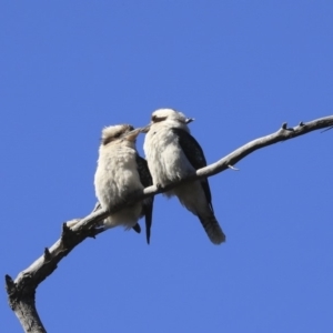 Dacelo novaeguineae at Bruce, ACT - 10 Sep 2019 02:18 PM