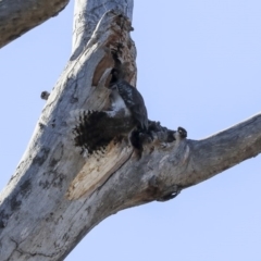 Dacelo novaeguineae at Bruce, ACT - 10 Sep 2019 02:18 PM