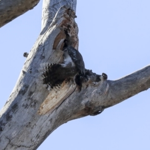 Dacelo novaeguineae at Bruce, ACT - 10 Sep 2019 02:18 PM