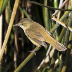 Acrocephalus australis (Australian Reed-Warbler) at Belconnen, ACT - 10 Sep 2019 by Alison Milton