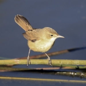 Acrocephalus australis at Belconnen, ACT - 10 Sep 2019