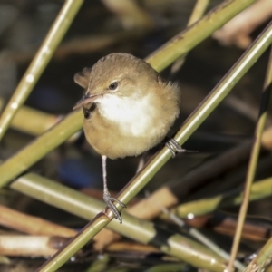 Acrocephalus australis at Belconnen, ACT - 10 Sep 2019