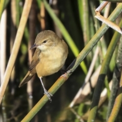 Acrocephalus australis at Belconnen, ACT - 10 Sep 2019