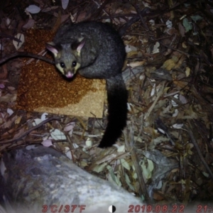 Trichosurus vulpecula at Acton, ACT - 22 Aug 2019 12:00 AM