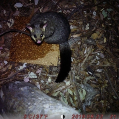 Trichosurus vulpecula (Common Brushtail Possum) at Sullivans Creek, Acton - 21 Aug 2019 by ChenYang