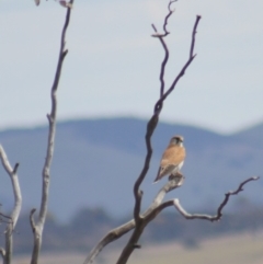 Falco cenchroides (Nankeen Kestrel) at Gundaroo, NSW - 15 Sep 2019 by Gunyijan