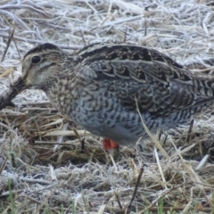 Gallinago hardwickii (Latham's Snipe) at Fyshwick, ACT - 15 Sep 2019 by roymcd