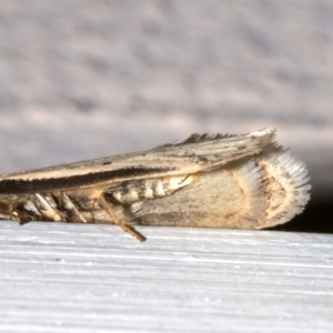 Philobota mathematica group undescribed species. at Ainslie, ACT - 6 Sep 2019