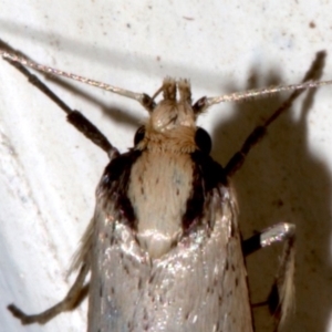 Philobota mathematica group undescribed species. at Ainslie, ACT - 6 Sep 2019