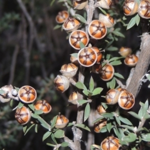 Gaudium multicaule at Old Tuggeranong TSR - 6 Jul 2014 06:25 PM