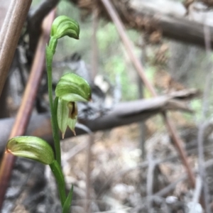 Bunochilus montanus (ACT) = Pterostylis jonesii (NSW) at Paddys River, ACT - 15 Sep 2019