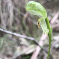 Bunochilus montanus (ACT) = Pterostylis jonesii (NSW) at Paddys River, ACT - 15 Sep 2019