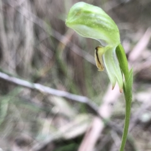 Bunochilus montanus (ACT) = Pterostylis jonesii (NSW) at Paddys River, ACT - 15 Sep 2019