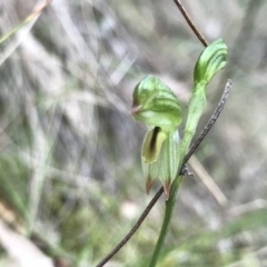 Bunochilus montanus (ACT) = Pterostylis jonesii (NSW) at Paddys River, ACT - 15 Sep 2019