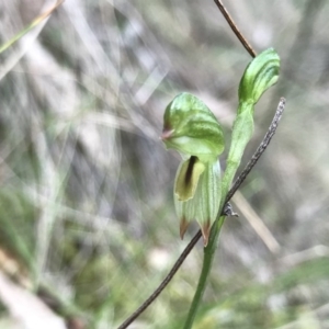 Bunochilus montanus at Paddys River, ACT - 15 Sep 2019