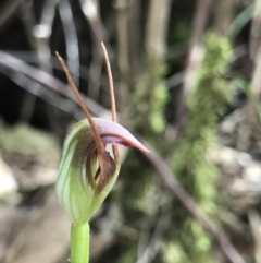 Pterostylis pedunculata (Maroonhood) at Paddys River, ACT - 15 Sep 2019 by PeterR