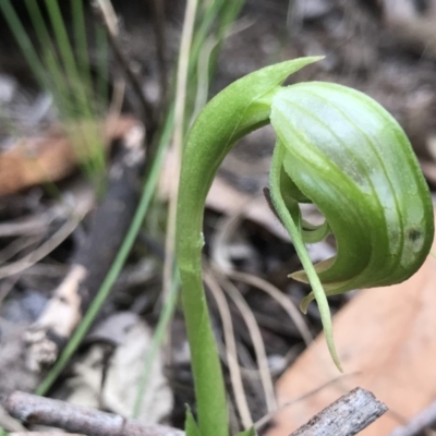 Pterostylis nutans (Nodding Greenhood) at Tidbinbilla Nature Reserve - 15 Sep 2019 by PeterR