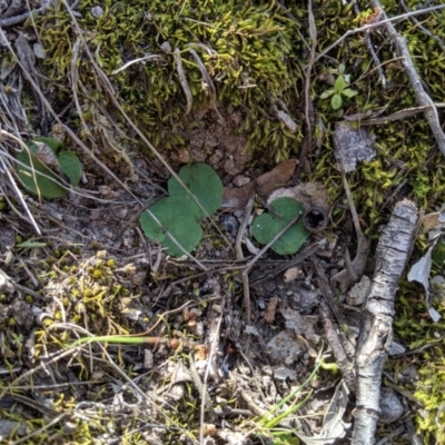 Corysanthes sp. (A Helmet Orchid) by MattM